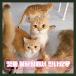 캣플 천안불당점