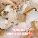 캣플 천안불당점