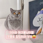 캣플 천안불당점