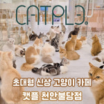 캣플 천안불당점