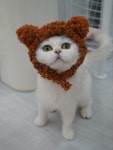캣플 천안불당점