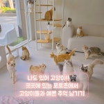 캣플 천안불당점