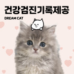 수원고양이분양 강아지분양 드림캣안심분양센터