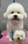 댕뽀까 경산중산점 애견미용 강아지수제간식 수제케이크