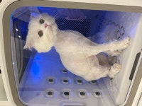 고양이미용실호텔 오묘화당 파주