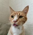 고양이미용실호텔 오묘화당 파주