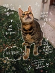 고양이미용실호텔 오묘화당 파주