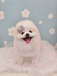 펫밀리샵