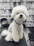 이바우펫애견미용학원 강남아카데미