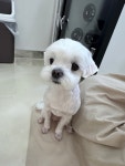 멍멍이발소