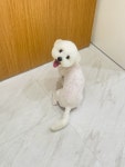 멍부띠끄