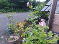 선흘별숲