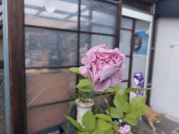 선흘별숲