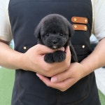 노블퍼피