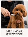 마이펫애견미용분당점학원