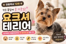 마이펫애견미용분당점학원