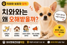 마이펫애견미용분당점학원
