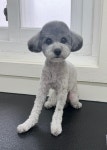 헬로우버디 그루밍센터 애견미용 홍대점