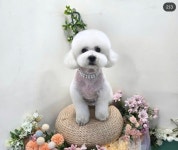 쉬리펫살롱