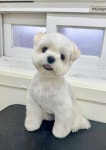 헬로우버디 그루밍센터 애견미용 홍대점