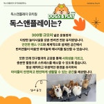 독스 앤 플레이