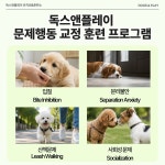 독스 앤 플레이
