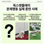 독스 앤 플레이