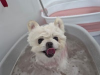 꼬무별