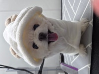 꼬무별