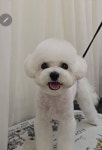 제이제이펫미용숍