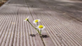 탑고을바라기