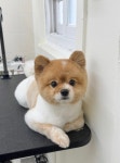 헬로우버디 그루밍센터 애견미용 홍대점