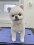 헬로우버디 그루밍센터 애견미용 홍대점