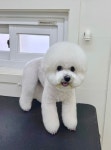 헬로우버디 그루밍센터 애견미용 홍대점