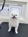 헬로우버디 그루밍센터 애견미용 홍대점