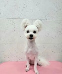 클래시독스 구월점