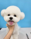 클래시독스 구월점