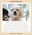 서울알레르기동물병원