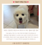 서울알레르기동물병원