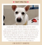 서울알레르기동물병원
