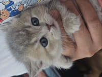 퍼피캣 강아지 고양이 대구경산점