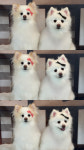 딩딩이발소