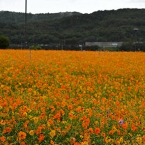 대구 코스모스 축제 미리 보기 10월중순