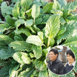 전북부안 자연재배 곰보배추 시럽 발효원액 1.5L : 오팜 착한농장 장터