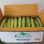 백오이(상) 백다다기 1kg/3kg/5kg 자연대로팜웨이 : 자연대로팜웨이