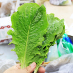 잎로메인 상추 300g 쌈채소 가락시장 직송 : 백년부엌