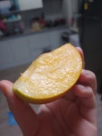 [TV방영맛집] 수농원 태추단감 GAP인증 10kg 배감 : 수농원
