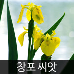창포 씨앗 노랑꽃 창포씨 종자 아이리스 야생화 20알 : 가람원