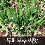두메부추 씨앗 부추 씨앗 채소씨앗 재래종 토종 100알 : 가람원
