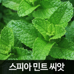 스피아민트 씨앗 허브 종자 민트 씨 허브씨 500알 : 가람원